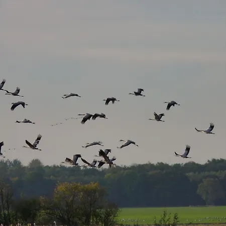 Haus Seeschwalbe 5 Zingst