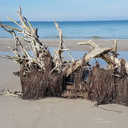 Haus Seeschwalbe 5 Zingst